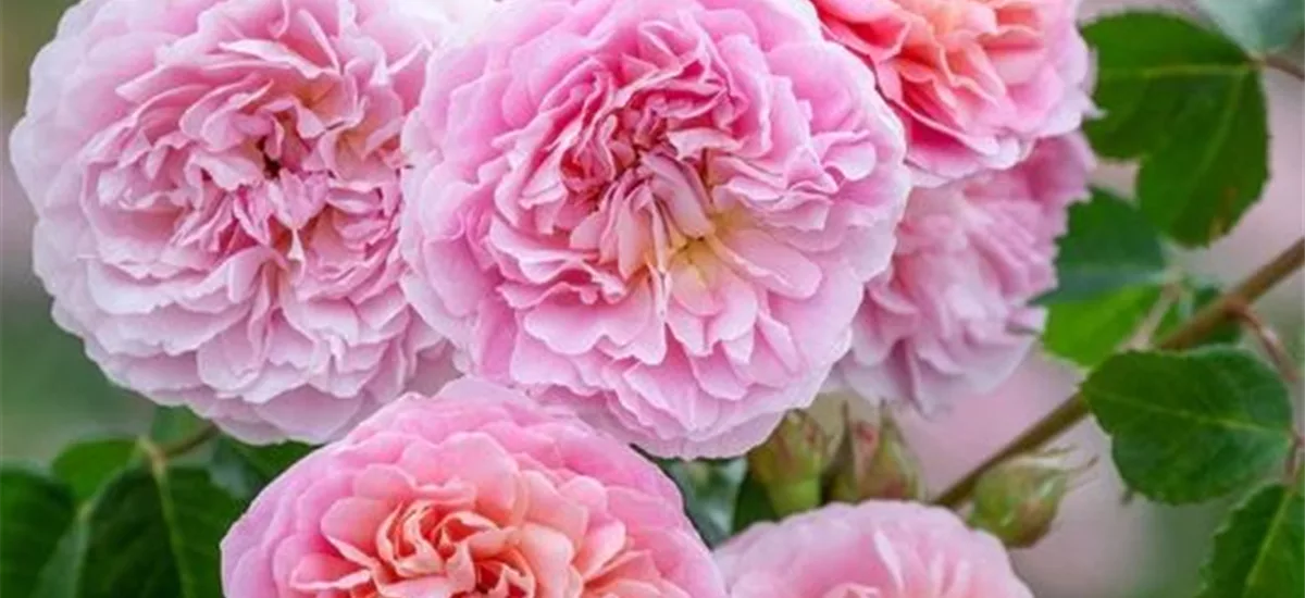 Rosa 'Eustacia Vye' 5 Liter Topf 