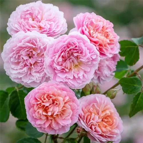 Rosa 'Eustacia Vye' 