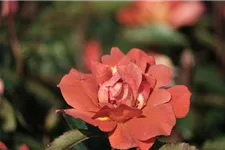 Rosa 'Espresso' 4 Liter Topf