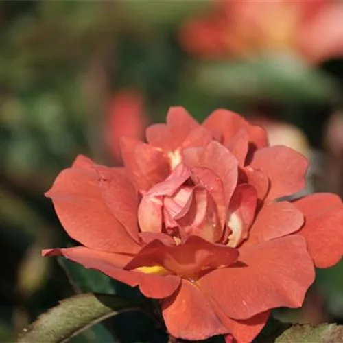 Rosa 'Espresso' 