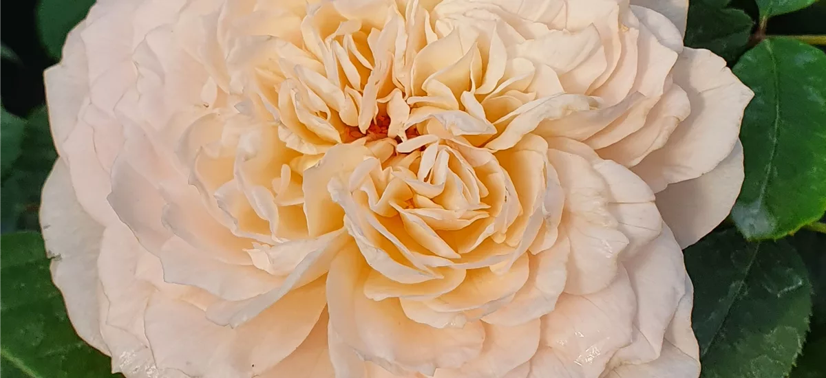 Rosa 'Emily Bronte'® 5 Liter Topf