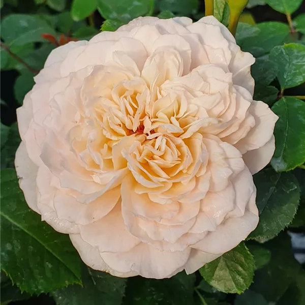Rosa 'Emily Bronte'®
