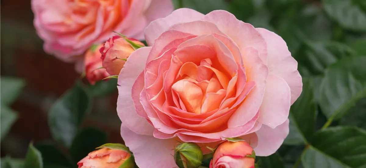 Rosa 'Dornburger Schlossrose'® 5 Liter Topf gestäbt 