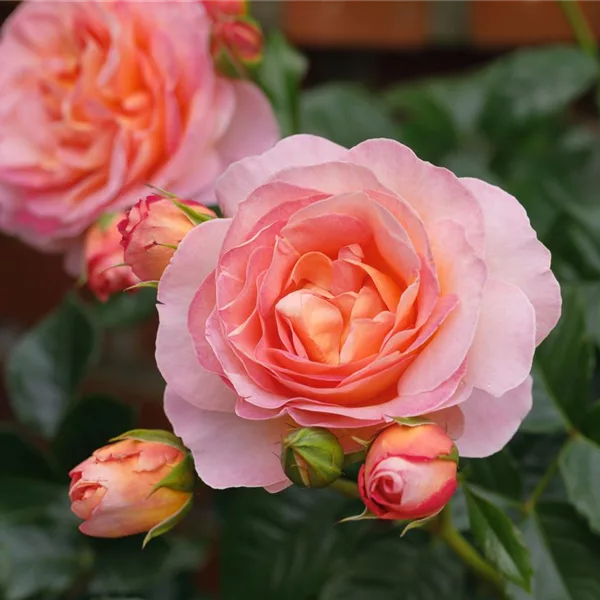 Rosa 'Dornburger Schlossrose'®