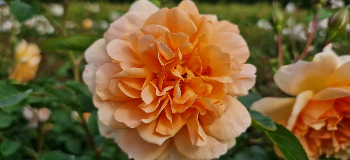 Rosa 'Dame Judi Dench'® 5 Liter Topf