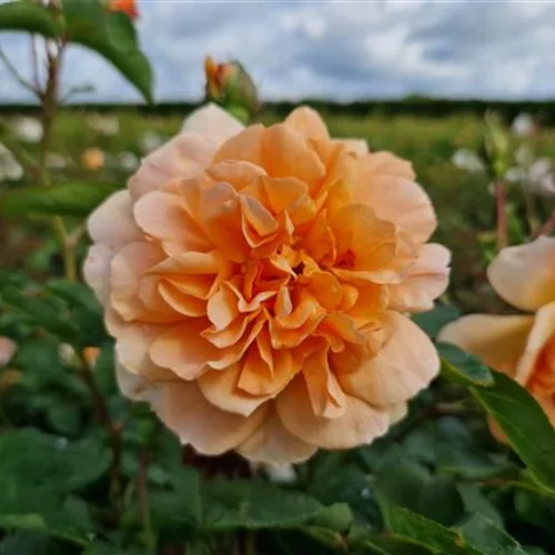 Rosa 'Dame Judi Dench'®