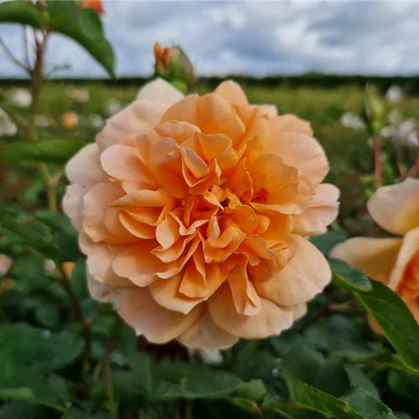 Rosa 'Dame Judi Dench'®