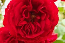 Rosa 'Crimson Siluetta'® 5 Liter Topf