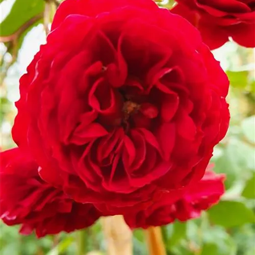 Rosa 'Crimson Siluetta'®
