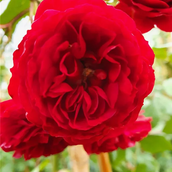 Rosa 'Crimson Siluetta'®