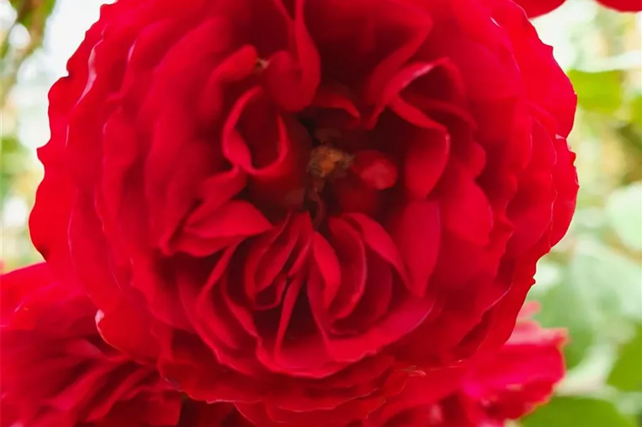 Rosa 'Crimson Siluetta'® 5 Liter Topf