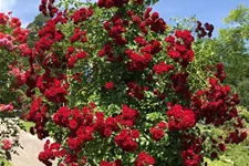 Rosa 'Crimson Siluetta'® 5 Liter Topf