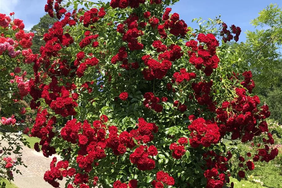 Rosa 'Crimson Siluetta'® 5 Liter Topf