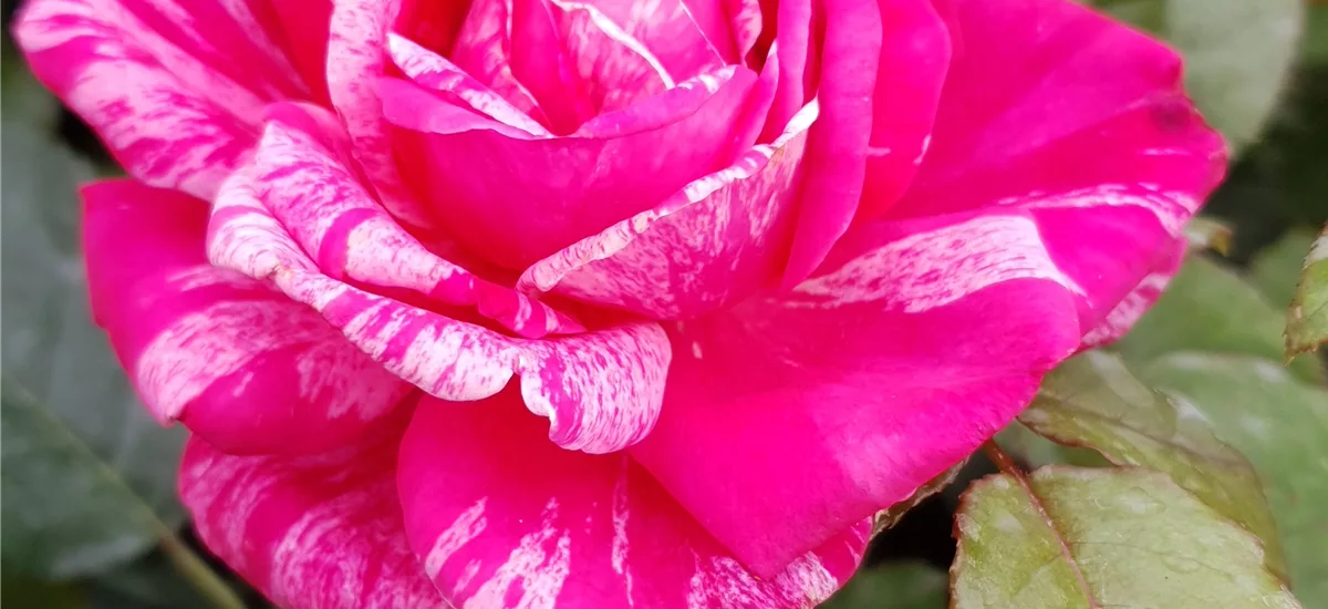Rosa 'Crazy Fashion'® 5,5 Liter Topf