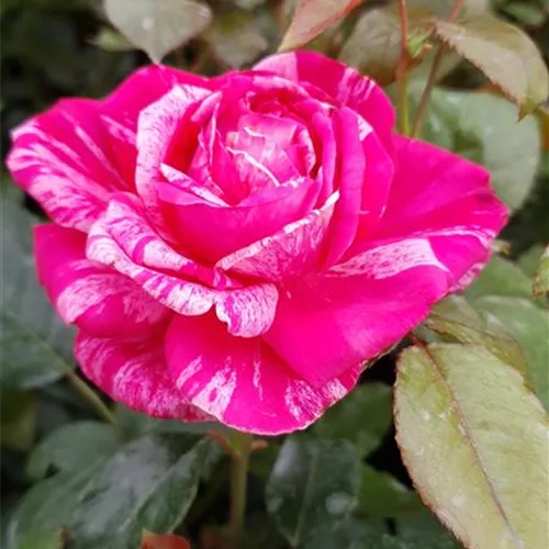 Rosa 'Crazy Fashion'®