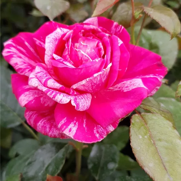 Rosa 'Crazy Fashion'®