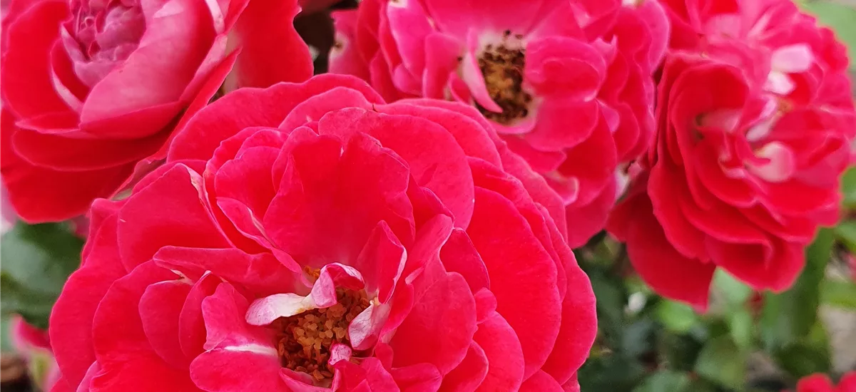 Rosa 'Corazon'® 4,5 Liter Topf
