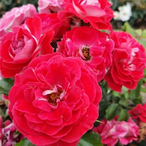Rosa 'Corazon'®