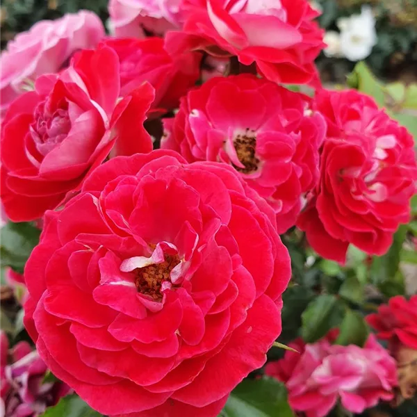 Rosa 'Corazon'®