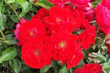 Rosa 'Cayenne'® 4 Liter Topf