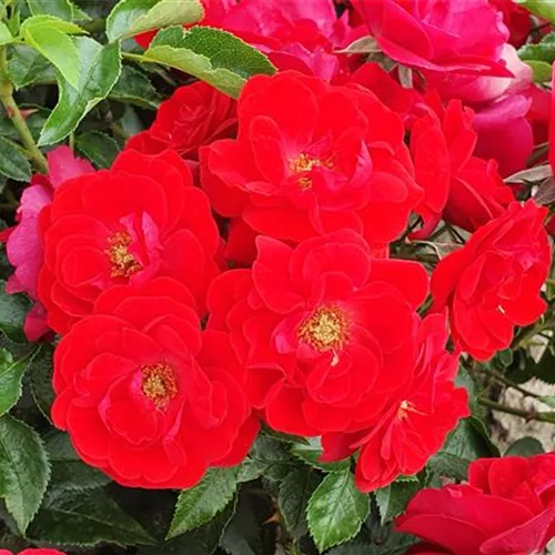 Rosa 'Cayenne'®