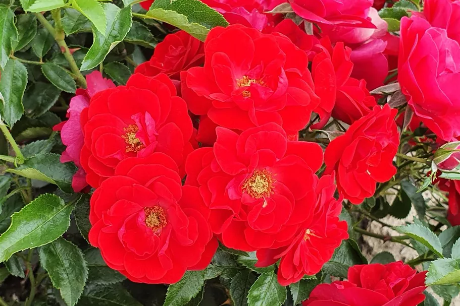 Rosa 'Cayenne'® 4 Liter Topf