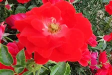 Rosa 'Cayenne'® 4 Liter Topf