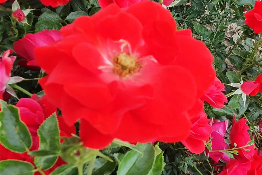 Rosa 'Cayenne'® 4 Liter Topf
