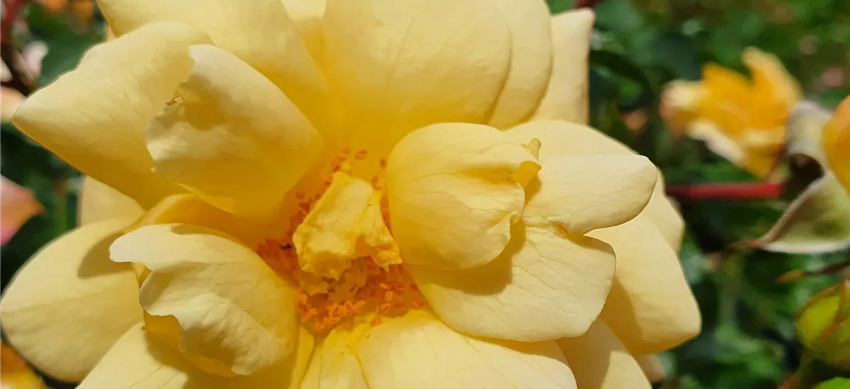 Rosa 'Candela'® 4 Liter Topf