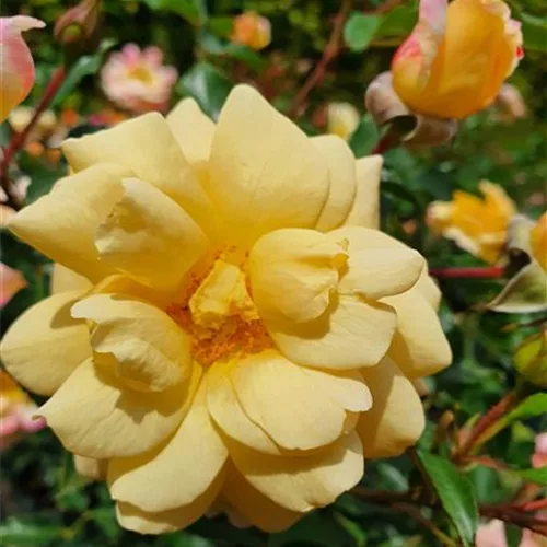 Rosa 'Candela'®