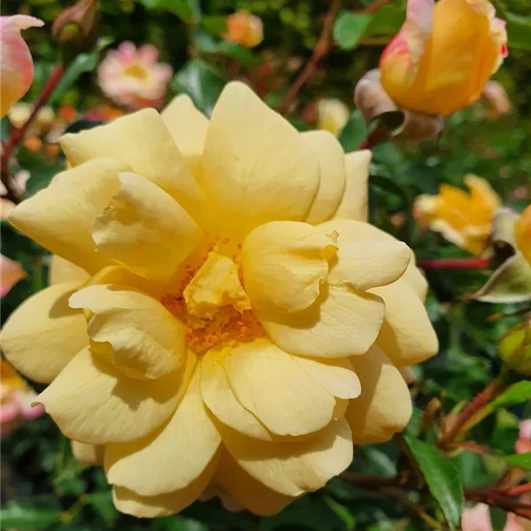 Rosa 'Candela'®