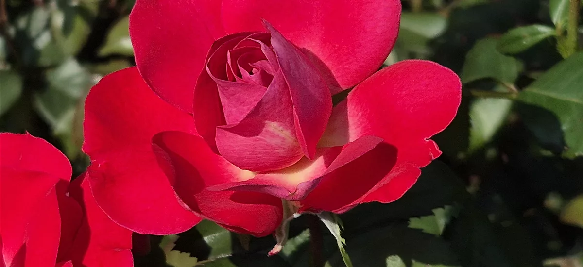 Rosa 'BlütenRhein'® 4,5 Liter Topf