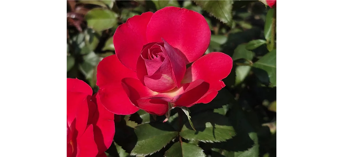 Rosa 'BlütenRhein'® 4,5 Liter Topf