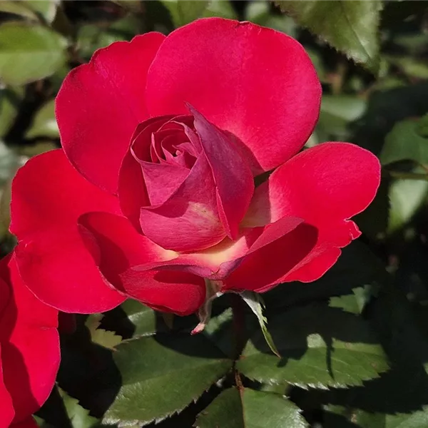 Rosa 'BlütenRhein'®