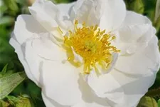 Rosa 'Bienenweide'® 4 Liter Topf