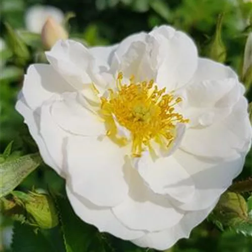 Rosa 'Bienenweide'®