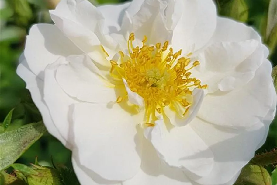 Rosa 'Bienenweide'® 4 Liter Topf