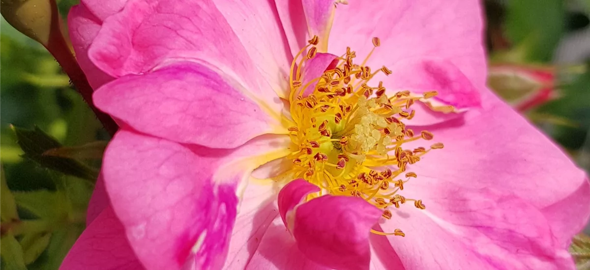 Rosa 'Bienenweide'® 4 Liter Topf