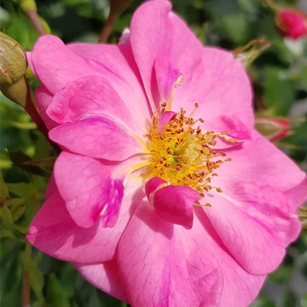 Rosa 'Bienenweide'®