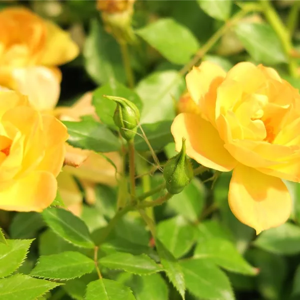 Gelb 'Bienenweide'®