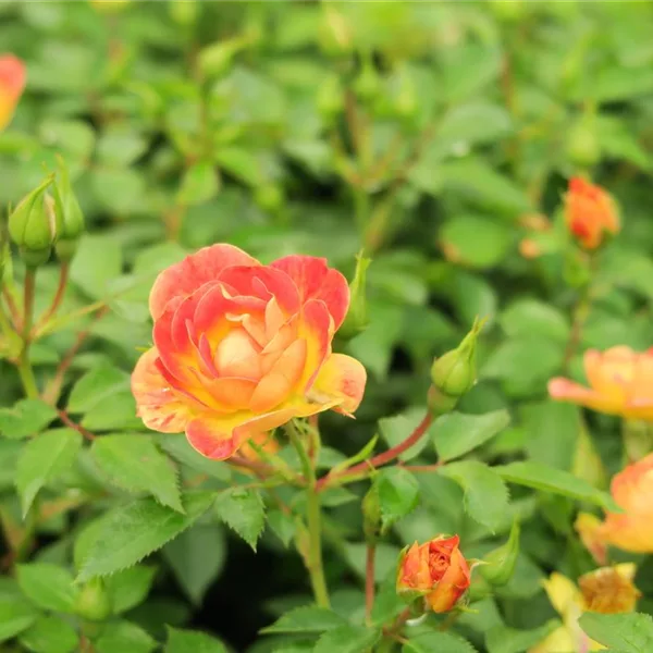 Fruity 'Bienenweide' ®