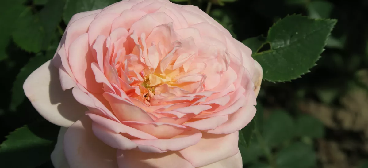 Rosa 'Bathsheba'® 5 Liter Topf gestäbt 