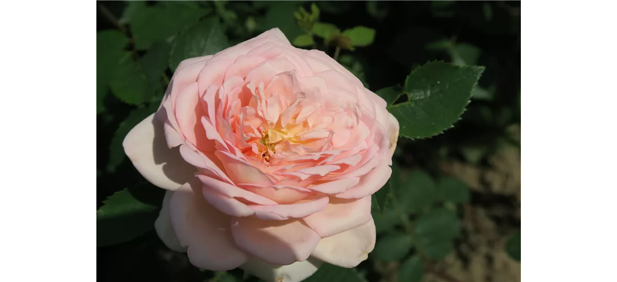 Rosa 'Bathsheba'® 5 Liter Topf gestäbt 