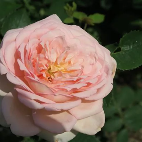 Rosa 'Bathsheba'®