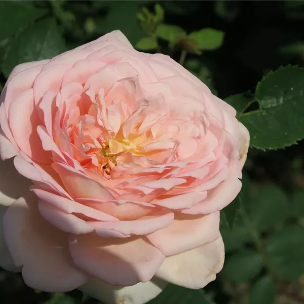 Rosa 'Bathsheba'®