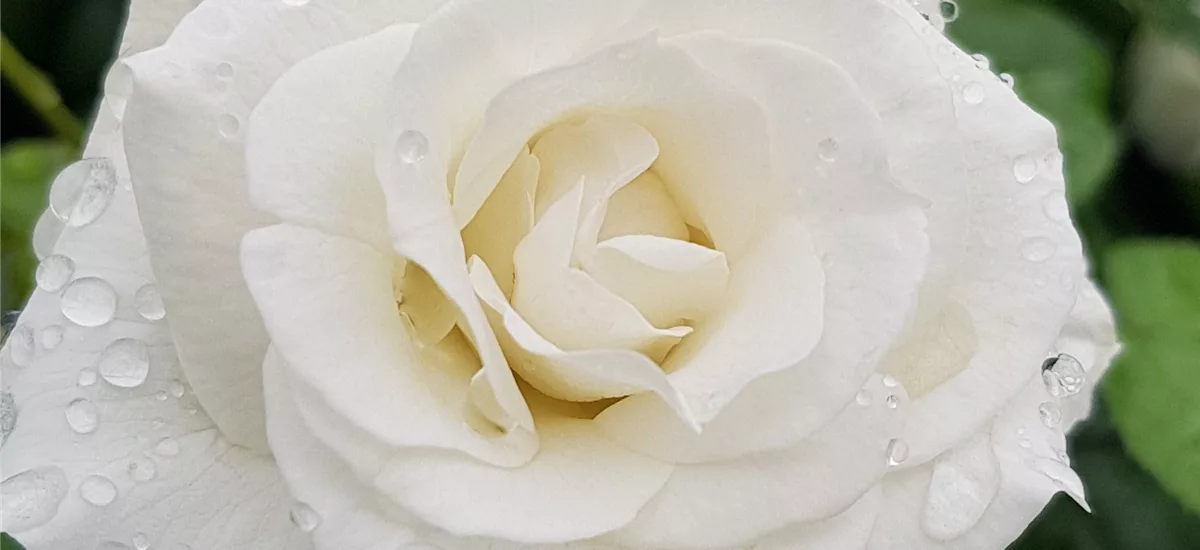Rosa 'Baby Schneewittchen'® 4 Liter Topf