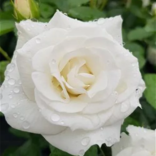 Rosa 'Baby Schneewittchen'®