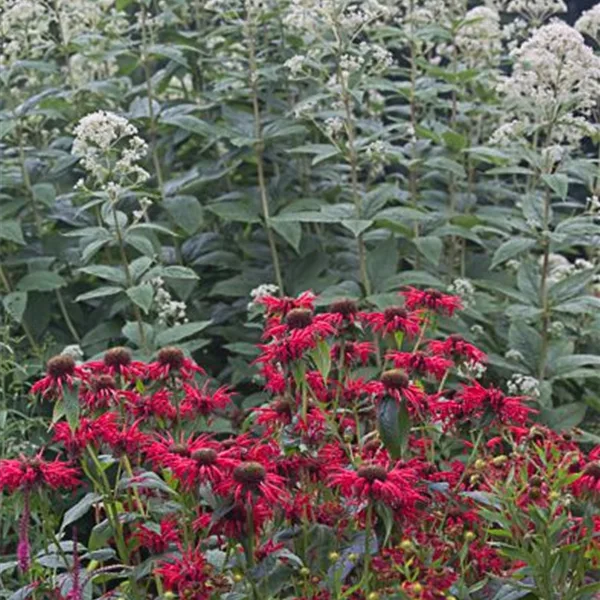 Großer Wasserdost 'Ivory Towers'