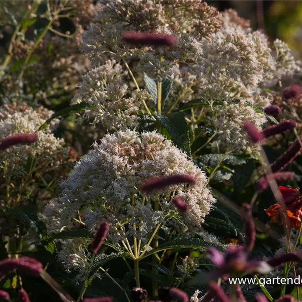 Großer Wasserdost 'Bartered Bride'