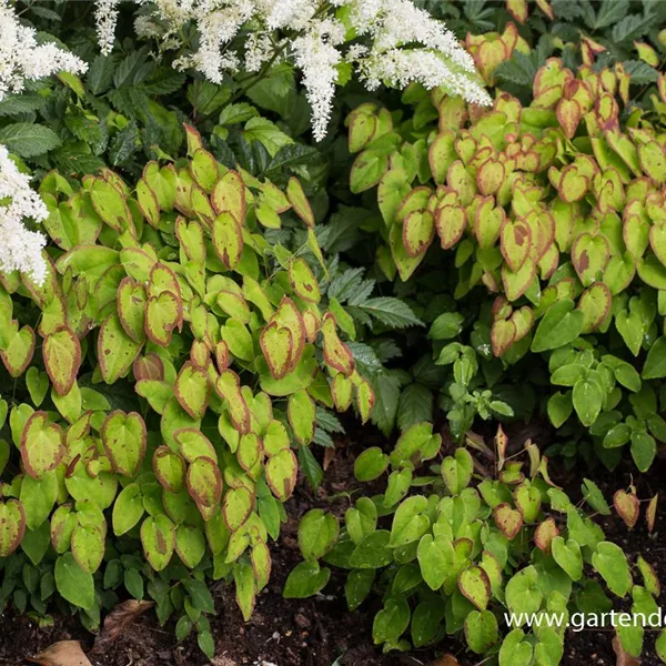 Großblütige Elfenblume 'Creeping Yellow'